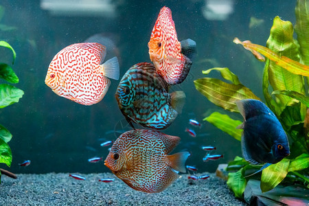 在水族馆里有色鱼选择代表选择图片