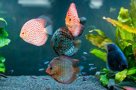 在水族馆里有色鱼选择代表选择背景图片