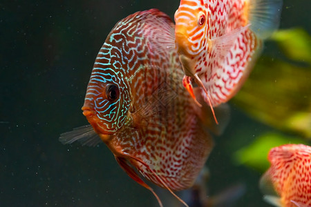 学游泳在水族馆里有色鱼选择代表选择背景