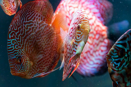 在水族馆里有色鱼选择代表选择图片