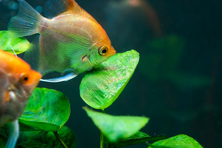 鱼粽子goldpterophyllumscalare的对角黄天使鱼守护卵树叶上旋转选择