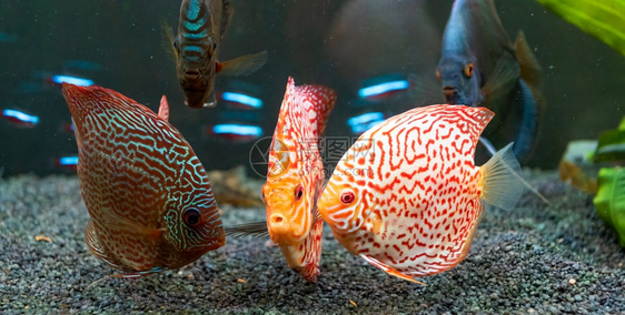 在水族馆里有色鱼选择代表选择图片