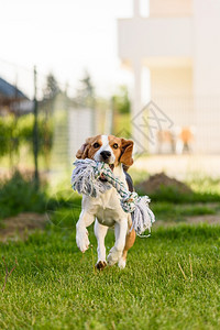 Beagle狗在户外与玩具一起奔向摄像头图片