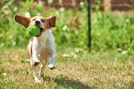 Beagle狗在室外用玩具跑向相机图片