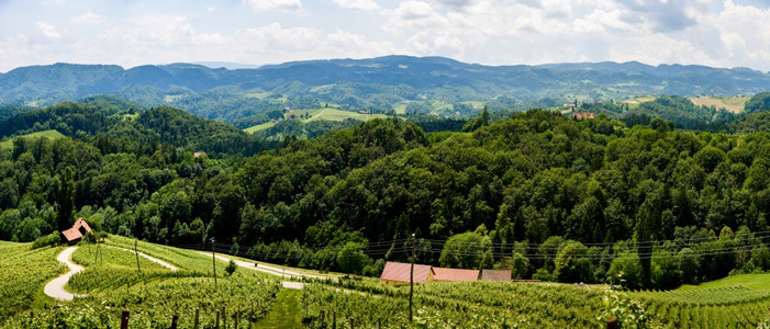 奥地利斯洛文尼亚夏季著名的红心制酒道路脏形式HerzellStrasse夏季的葡萄园斯皮尼克旅游点奥地利著名的红心制酒道路斯洛文图片