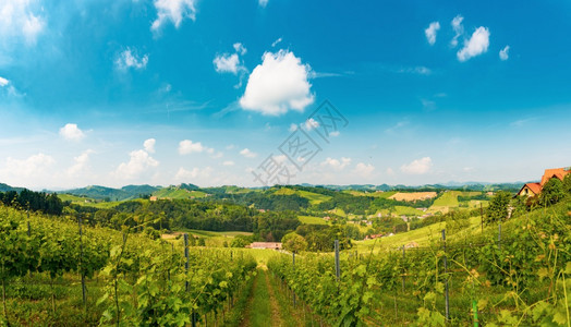 奥地利葡萄园苏尔兹塔莱布尼茨地区葡萄酒国施蒂里亚巴德拉克斯堡南部奥地利葡萄园莱布尼茨地区施蒂里亚以南图片