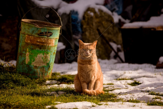 猫坐在草地上老的罐子边有雪片图片