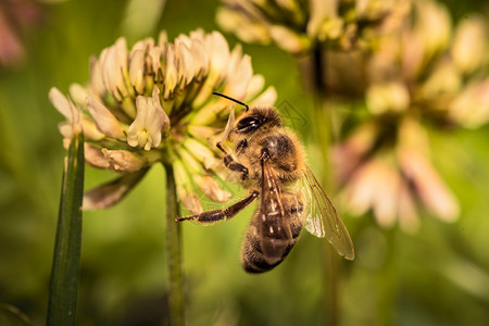 草原上的蜜蜂在花朵上采集蜂蜜背景图片