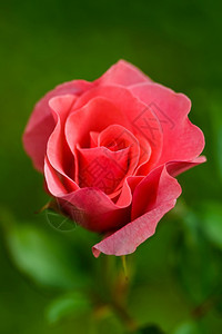 一只含苞待放的红色花朵背景图片