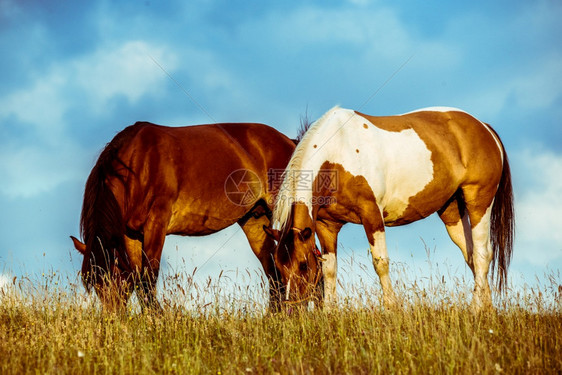 两匹马一起在田野上吃草两匹马一起吃草图片