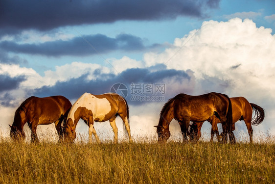 马一起在田野上吃草马一起图片