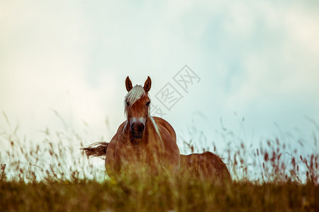 马从距离放大拍摄的镜头看马从远处放大图片