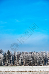 冬天的寒霜在森林树上风景冬季田地和蓝天空图片