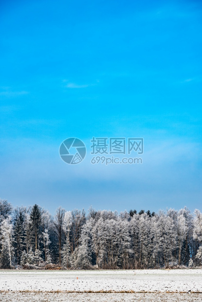 冬天的寒霜在森林树上风景冬季田地和蓝天空图片