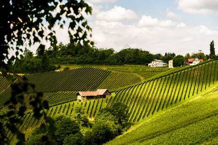 奥地利斯洛文尼亚苏尔兹塔Styria南部的VineyardsSulztal地区通往HerzelStra的葡萄酒国路图片