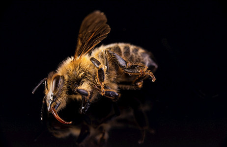黑背景的死蜜蜂关闭作为粮食物授粉者对经济的重要图片