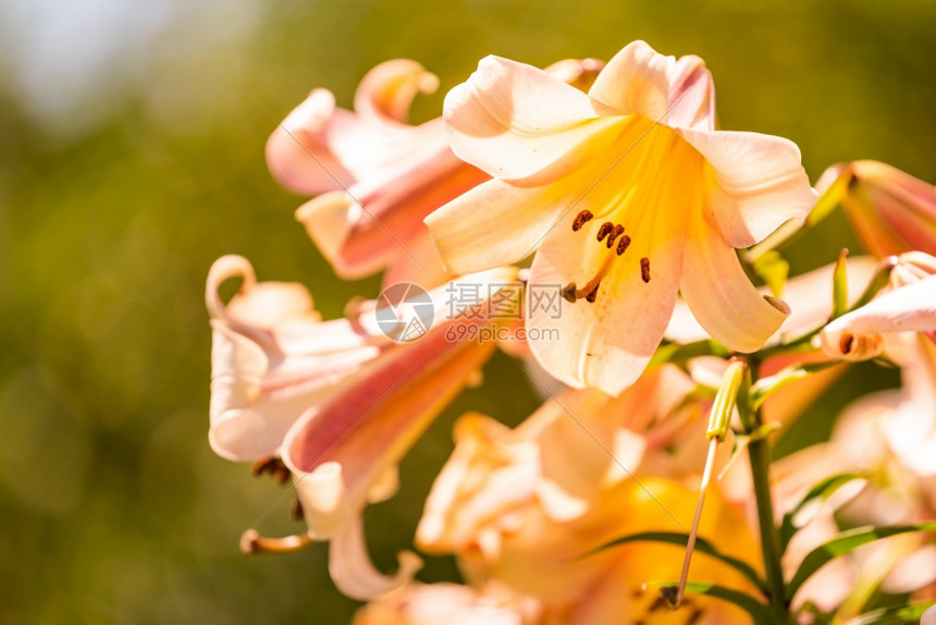 在户外的花园里有一群百合花图片