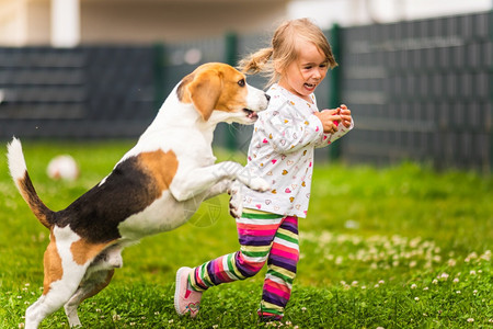 23岁的幼女在花园里玩小狗在花园里玩小狗在夏天追赶一个草地上玩具的女孩狗在后院里玩小狗的幼童23岁图片