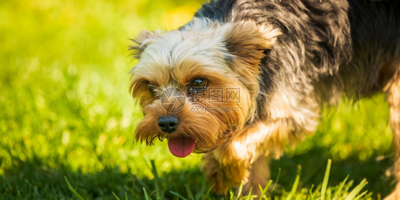 阳光明媚的白天背景草地上可爱的约克郡狗阳光明媚的白天可爱约克郡狗在草地上可爱的约克郡狗图片