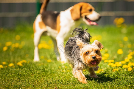 可爱的约克郡泰瑞狗在阳光明媚的日子里带着小狗在草地上奔跑狗和中小一起玩的背景泰瑞在阳光明媚的日子里和小狗在草地上奔跑图片