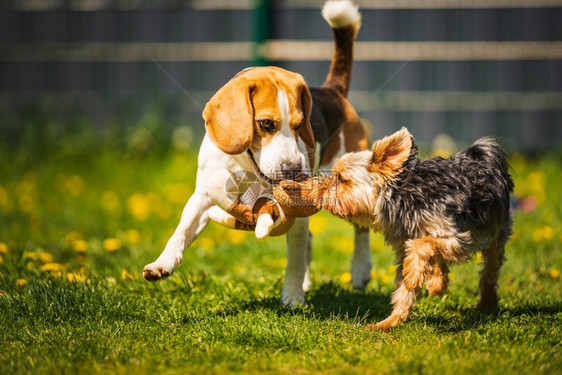 可爱的约克郡泰瑞狗在阳光明媚的日子里带着小狗在草地上奔跑狗和中小一起玩的背景泰瑞在阳光明媚的日子里和小狗在草地上奔跑图片