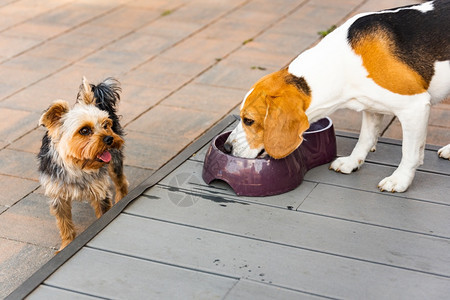 Beagle狗饮用水以在夏日阳光下躲藏的草荫冷却来夏天背景厌倦了夏季的热量Beagle狗饮用水以在夏日阳光下躲藏的草荫冷却夏天背图片