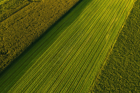 农业概念奥地利阳光夏日收割农田图片