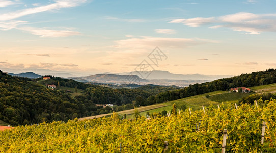 来自著名的南锡兰葡萄酒街Ratsch奥地利旅游业Grapevine农业著名的南锡兰葡萄酒街奥地利旅游业图片