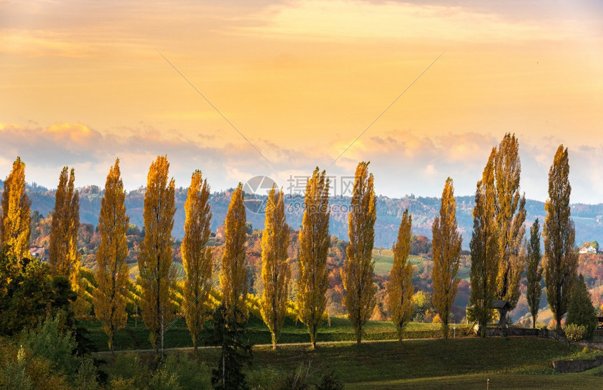 南方的葡萄园景观奥地利的托斯卡纳秋天的日出山顶上多彩的树木和有花岗的植物园南方施蒂里亚葡萄园景观秋天的日出图片