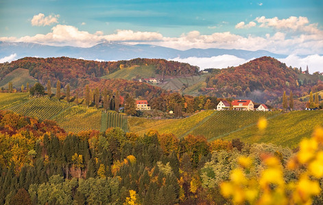 南方的葡萄园景观奥地利的托斯卡纳秋天的日出山顶上多彩的树木和有花岗的植物园南方施蒂里亚葡萄园景观秋天的日出图片