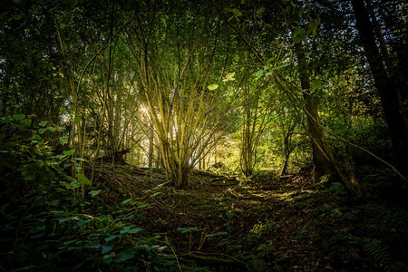 阳光明媚的夏日森林景象自然概念背景图片