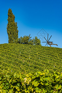 雁南飞茶田风景秋天在拉本兰州南施蒂里亚附近StyrianTuscananyVineyard葡萄酒爱好者旅游点背景