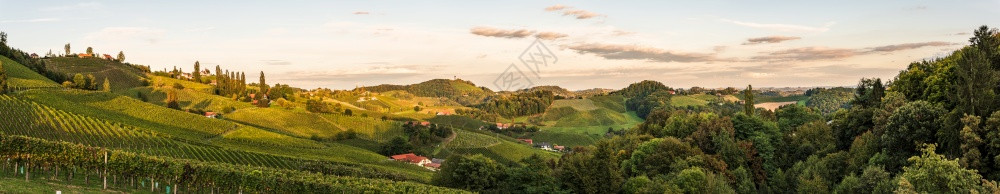 斯洛文尼亚的红酒街日落全景奥地利边境施蒂里亚葡萄树田和红林葡萄田背景图片