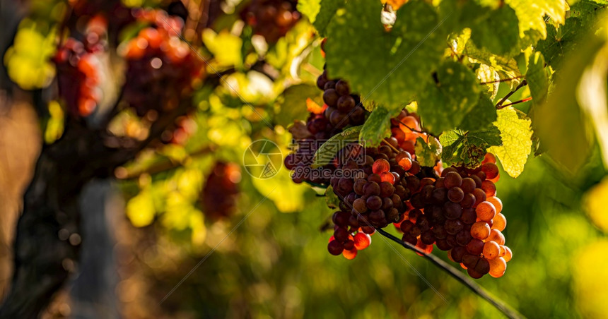 在明亮的阳光下生长在葡萄藤上的红葡萄葡萄园背景在明亮的阳光下生长在葡萄藤上的红葡萄图片