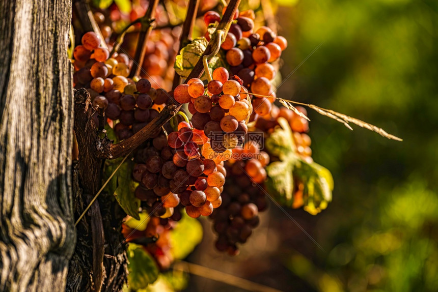 在明亮的阳光下生长在葡萄藤上的红葡萄葡萄园背景在明亮的阳光下生长在葡萄藤上的红葡萄图片