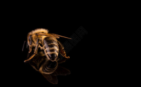 蜜蜂宏观在黑色背景中分离Bee概念在左边复制空间图片