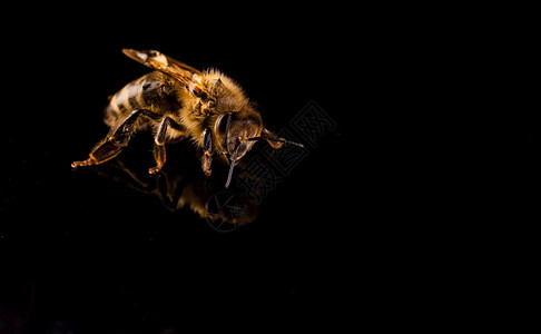 蜜蜂宏观在黑色背景中分离Bee概念在左边复制空间图片