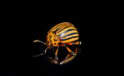 科罗拉多州马铃薯甲虫在黑背地被隔离近距接科罗拉多州马铃薯甲虫在黑底被隔离图片