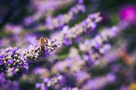 蜜蜂收集花和传播粉的近距离照片环境生态可持续选择焦点蜜蜂收集花和粉传播的紫色图片