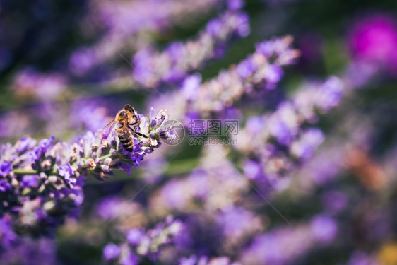 蜜蜂收集花和传播粉的近距离照片环境生态可持续选择焦点蜜蜂收集花和粉传播的紫色图片