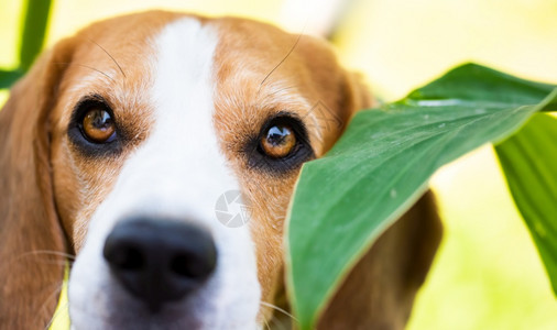 Beagle狗在户外绿叶之间的肖像警犬主题图片