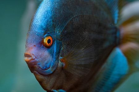 BlueDiamondDiscusfish详细的嘴和眼睛保存鱼的主题蓝钻石fish图片