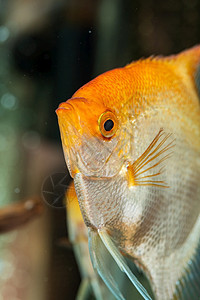 金凤尾鳞在水下黄色神仙鱼养鱼理念金凤尾鳞在水里黄色的神仙鱼背景图片