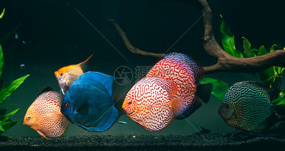 在水族馆里有来自鱼的多彩类关闭成年鱼图片