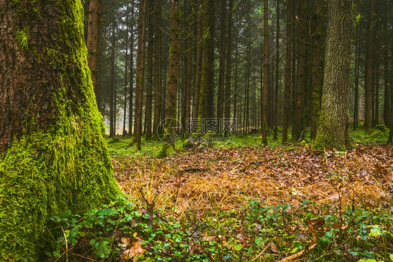 地上长满苔藓的秋天森林自然界的雾天秋季背景地上长满苔藓的秋天森林自然界的雾天图片