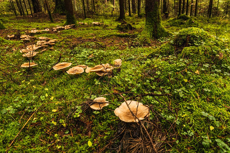 森林底地覆盖着苔藓和野蘑菇图片
