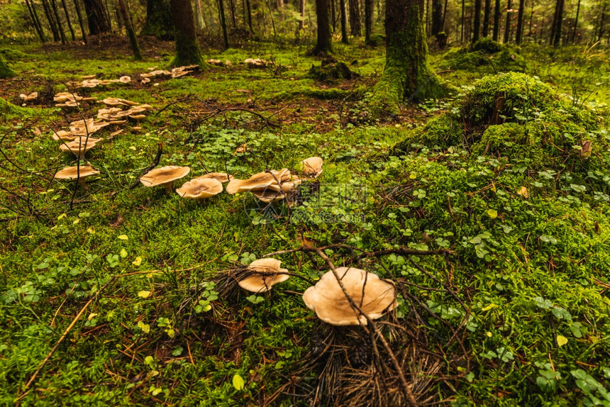 森林底地覆盖着苔藓和野蘑菇图片