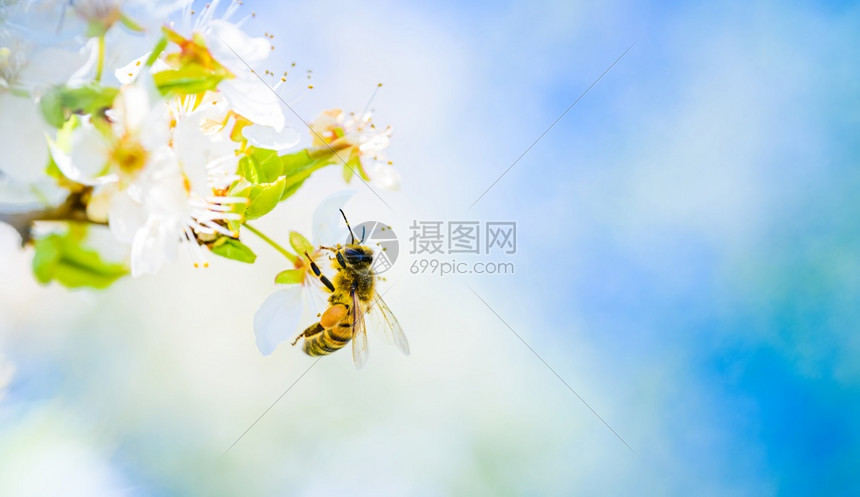 关闭蜜蜂收集花和在樱桃树上的白花传播粉这对于环境生态可持续很重要复制空间关闭蜜蜂收集花并在樱桃树上的白花传播粉图片