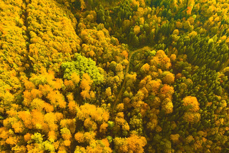 奥地利南施蒂里亚斯绿林区的秋季森空中观察在高山林的徒步路线上查看奥地利南施蒂里亚斯绿林区的秋季森空中观察图片