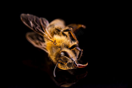 黑底死蜜蜂特写蜜蜂灭绝的概念黑底死蜜蜂特写图片
